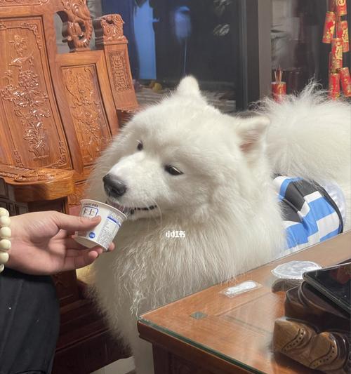 为什么萨摩耶毛发会变黄？（探究萨摩耶毛发变黄的原因和如何预防）