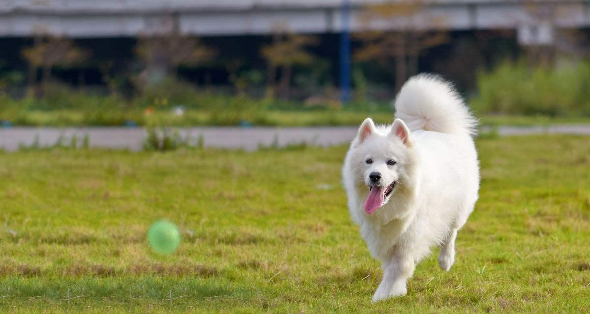 萨摩耶犬的饮食禁忌（8种不宜给萨摩耶犬食用的食物，保护萨摩耶犬的健康）