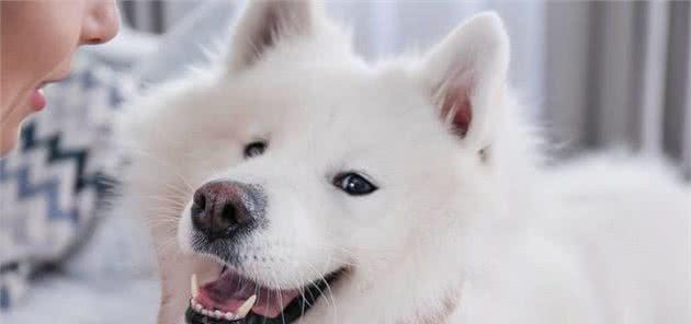 萨摩耶犬的饮食禁忌（8种不宜给萨摩耶犬食用的食物，保护萨摩耶犬的健康）