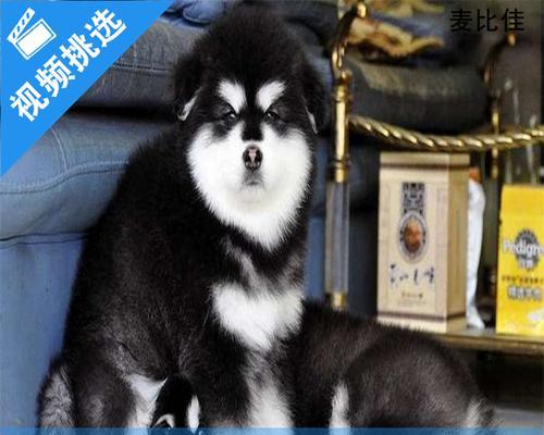 如何清洗萨摩耶犬的脸部？（萨摩耶犬脸部清洗小技巧，让它拥有清爽明亮的笑容！）