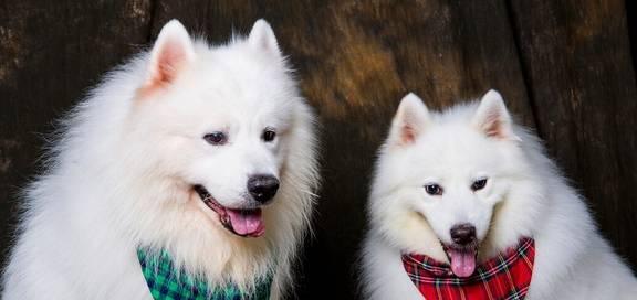 以萨摩耶犬常见疾病解析（宠物的责任）