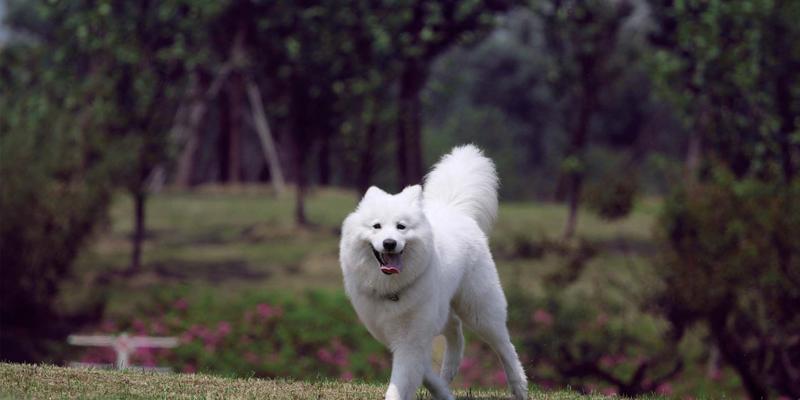 萨摩耶犬瘟的治疗方法（以宠物为主，让萨摩耶犬瘟不再难治）