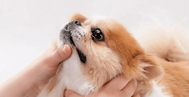 探究萨摩耶犬泪痕的成因（为什么萨摩耶犬常常有泪痕？解决方法和注意事项）