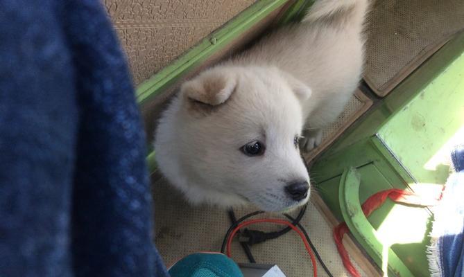 以萨摩耶犬的喂食之道（让你的宠物健康成长）