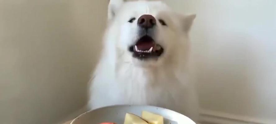 以萨摩耶犬的喂食之道（让你的宠物健康成长）
