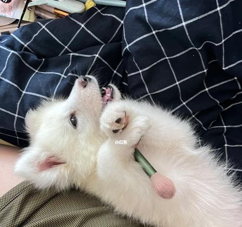 萨摩耶生病的症状一览（如何判断萨摩耶是否生病？）