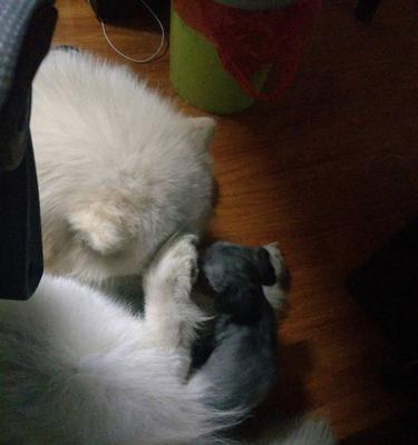 萨摩耶咳嗽的原因和治疗方法（宠物犬咳嗽的症状和预防方法）