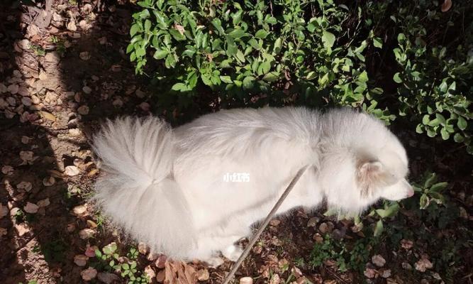 萨摩耶幼犬的日常清洗方法（宠物的健康从日常护理开始）
