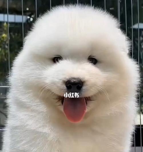 以萨摩耶幼犬喂养的注意事项（宠物萨摩耶喂养秘籍，让你成为萨摩耶的贴心主人！）