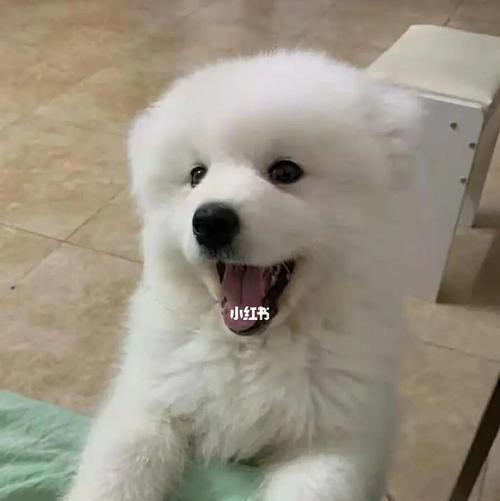 以萨摩耶幼犬喂养的注意事项（宠物萨摩耶喂养秘籍，让你成为萨摩耶的贴心主人！）