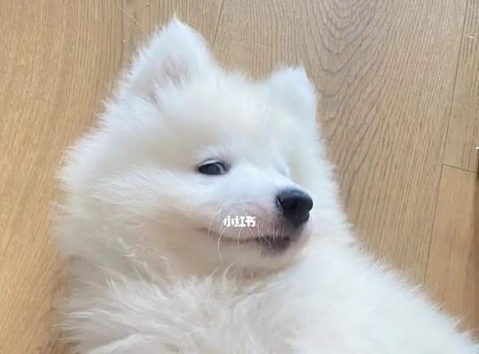 萨摩耶幼犬驱虫指南（宠物健康，从驱虫开始）