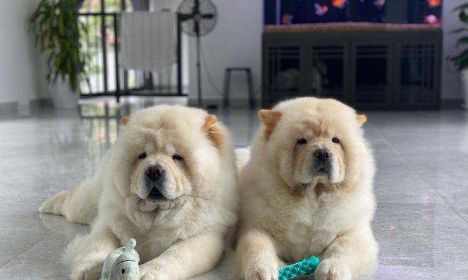 从三个角度训练松狮幼犬（宠物爱好者必看！以三点教你如何训练松狮幼犬）
