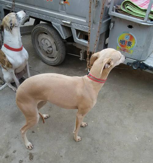 如何饲养三个月大的格力犬？（一份详细的饲养指南）