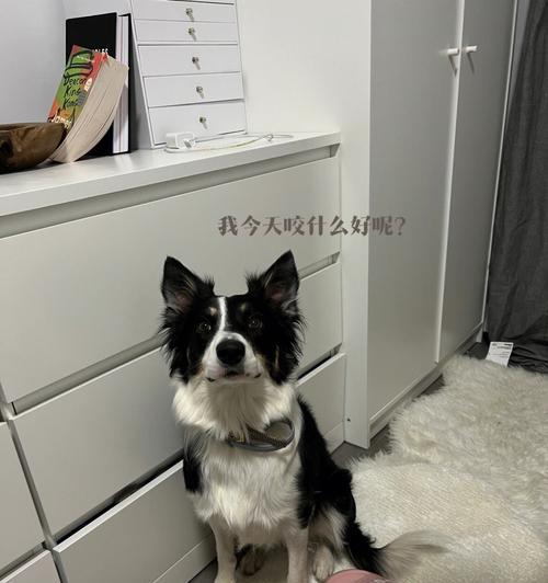狗狗的分离忧虑症（理解狗狗的分离忧虑症并提供适当的治疗方法）