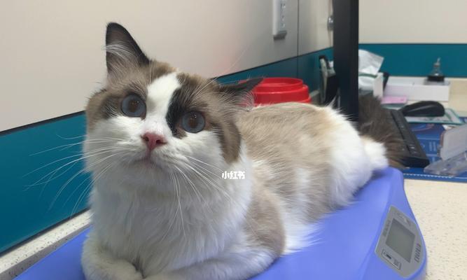 带小猫咪去打疫苗的最佳时间（照顾宠物健康的重要性与注意事项）