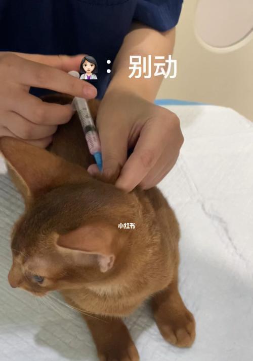 带小猫咪去打疫苗的最佳时间（照顾宠物健康的重要性与注意事项）