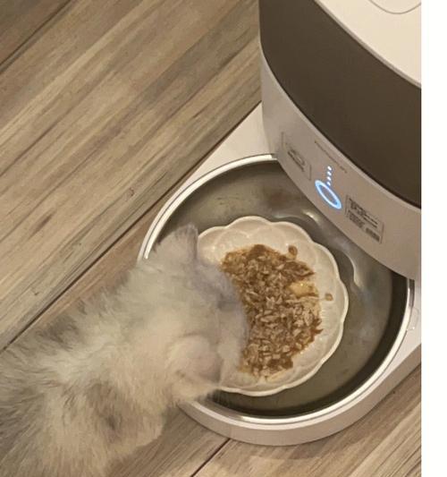 适合小猫的鸡肉饮食时间表（小猫什么时候可以开始吃鸡肉？——宠物饮食指南）