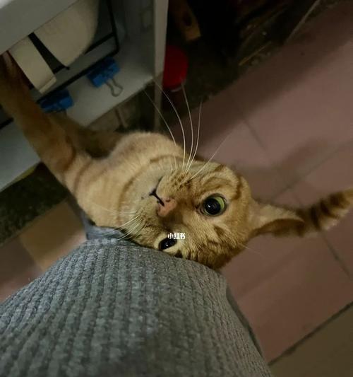 适合小猫的鸡肉饮食时间表（小猫什么时候可以开始吃鸡肉？——宠物饮食指南）