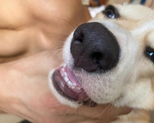 狗狗为什么长双排牙？（探究狗狗长双排牙的原因和解决方法）