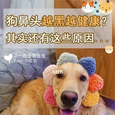 鼻子变干、变粗糙，这是为什么？（鼻子变干、变粗糙，这是为什么？）