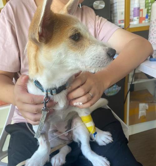 狗狗生病，需要及时诊治（了解狗狗生病的症状，做好宠物健康管理）