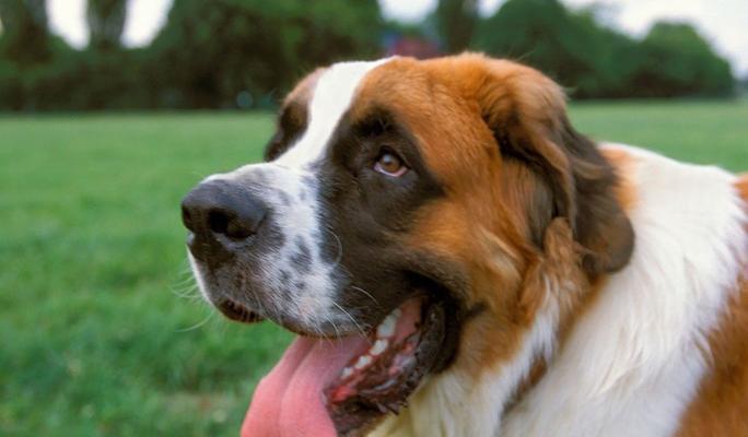 圣伯纳犬不能食用肝脏（肝脏中的危害物质对圣伯纳犬的影响）