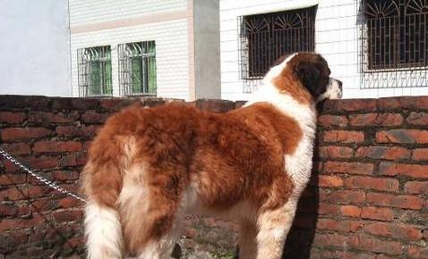 圣伯纳犬的性格特点（了解这些，让你更懂它们的内心世界）
