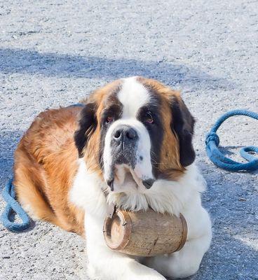 圣伯纳犬狗狗的性格及特点（探究大型犬种的温和与忠诚）