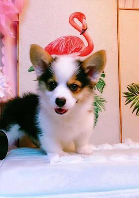 如何为你的宠物圣伯纳犬接种疫苗？（注意事项及接种时间表，）