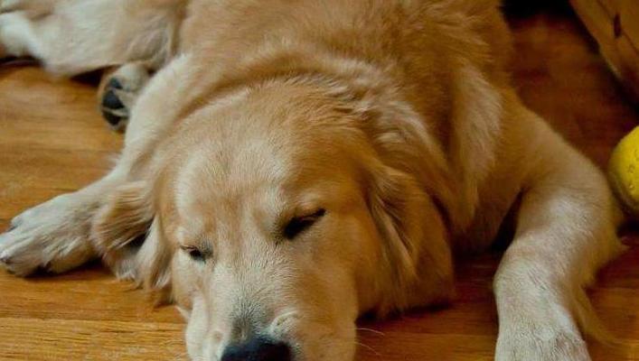 以圣伯纳犬生病前的7个征兆为警示（关注宠物身体变化，早发现早治疗）
