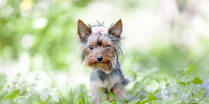 拥有苏格兰牧羊犬，让孩子拥有健康快乐成长（打造孩子的伴侣，探寻苏格兰牧羊犬的魅力）