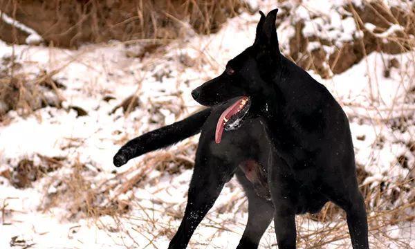 如何养护黑狼犬？（9个关键点让你了解如何养护黑狼犬。）