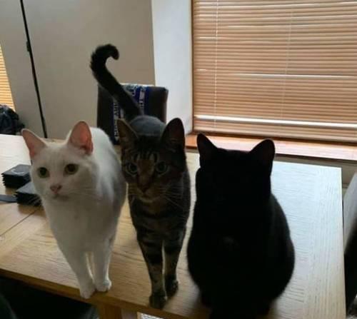 养黑猫的注意事项（让你的宠物黑猫健康成长）