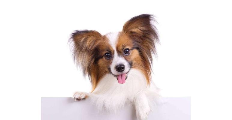 宠物也能助力伤口愈合，蝴蝶犬成为最佳选择（宠物也能助力伤口愈合，蝴蝶犬成为最佳选择）