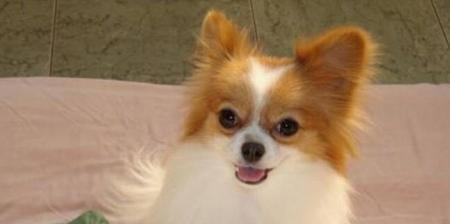 如何正确养护蝴蝶犬？（关爱您的蝴蝶犬从日常护理开始）