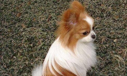 蝴蝶犬掉毛原因及整理被毛的技巧（从根源探究蝴蝶犬掉毛的原因，为您提供便捷的被毛整理技巧）