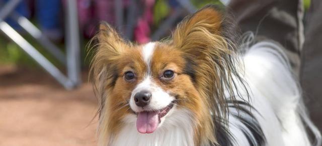 蝴蝶犬掉毛原因及整理被毛的技巧（从根源探究蝴蝶犬掉毛的原因，为您提供便捷的被毛整理技巧）