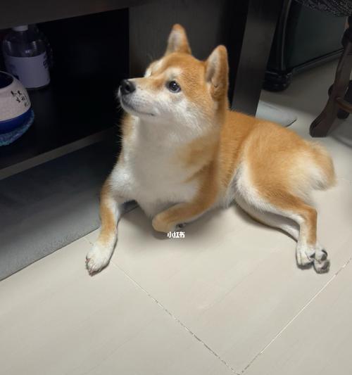 家里的狗狗为什么经常发抖？（探究狗狗发抖的原因与应对方法）