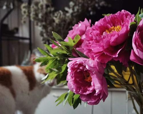 家有猫咪，还能种百合花吗？（探究宠物与花卉共存的秘密，为您解决困扰）