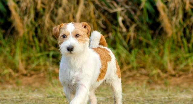 如何在家庭中训练你的宠物犬（家庭犬训练的注意事项及技巧）