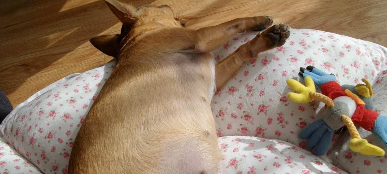 如何在家庭中训练你的宠物犬（家庭犬训练的注意事项及技巧）