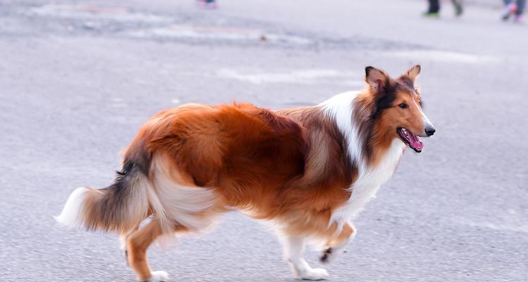 如何为家养苏格兰牧羊犬提供合适的饮食（探讨苏格兰牧羊犬的饮食需要与注意事项）