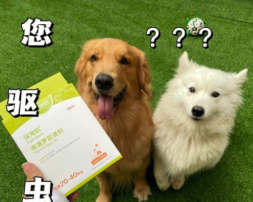 假期带狗狗去玩，注意这些事情！（宠物主人必读，让狗狗的假期更美好）
