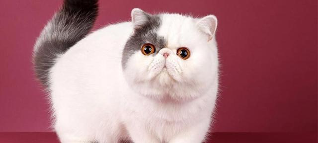 了解以渐层猫的品种特征和养护技巧（掌握养一只以渐层猫的必要知识，让它健康快乐的成长）