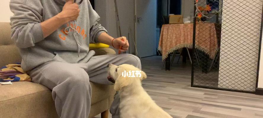 教你的拉布拉多犬四个基本动作（让你的宠物变得更聪明灵活）