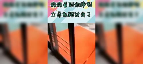 快速有效地解决狗狗乱啃咬的毛病（以宠物为主，教您几招搞定狗狗乱啃咬的毛病）