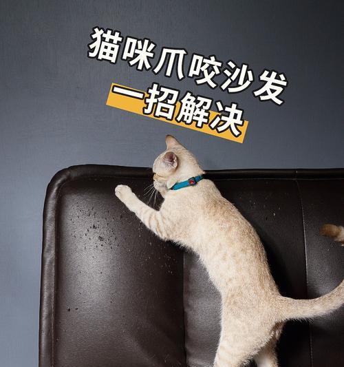 快速有效地解决狗狗乱啃咬的毛病（以宠物为主，教您几招搞定狗狗乱啃咬的毛病）