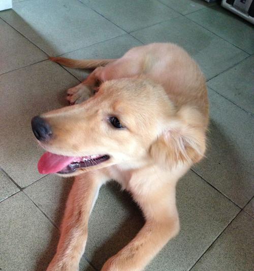 如何有效去除金毛犬耳朵臭味？（一步步教你护理宠物的耳朵，让你的金毛再也不发出臭味）