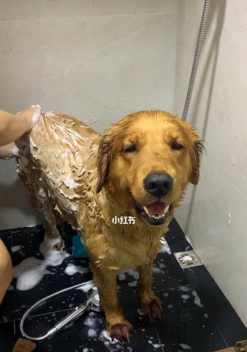 金毛狗狗的沐浴指南（选用合适沐浴露，让金毛狗狗爱上洗澡）