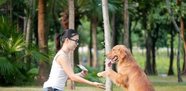 养金毛犬的优缺点（探讨金毛犬的魅力和养护技巧）